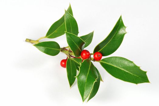 Christmas decoration - isolated holly with berries on the white