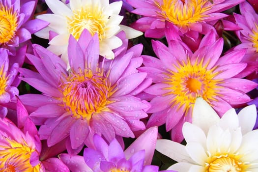 Water Lily Flowers