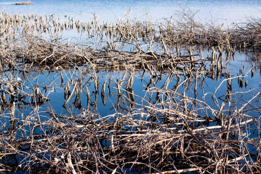 many lifeless branches in blue water
