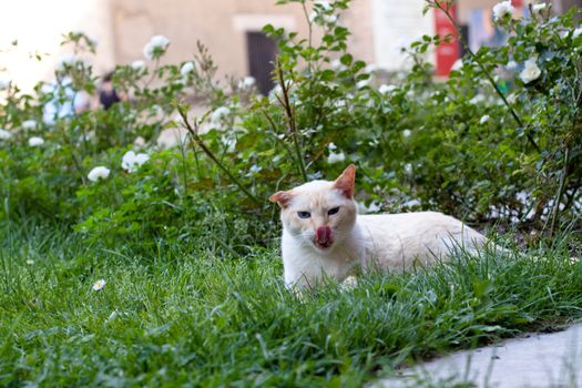 tabby cat lyiing in grass
