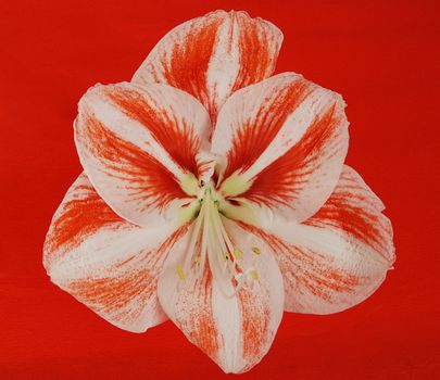 Red and white amaryllis bloom isolated on the red