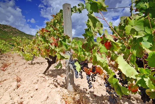 Vineyard with rape red grapes and beautiful leaves full of color