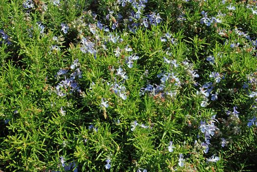 Raw rosemary tree with tiny violet blossoms