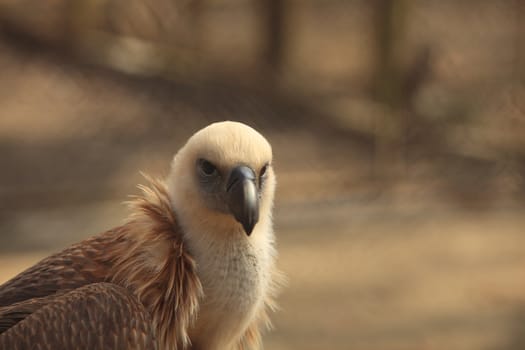 Portrait of an eagle (Gyps fulvus) looking to the camera.