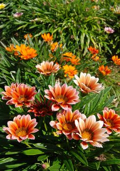 Garden with many beautiful colorful daisy flowers