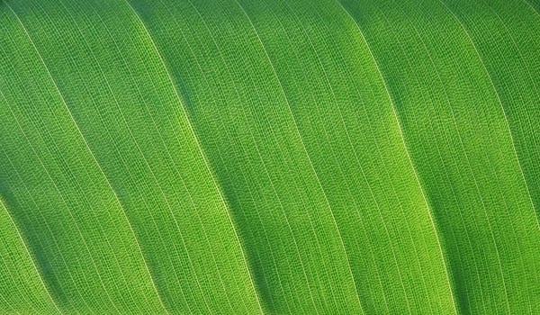 Green leaf texture - macro detail with structure