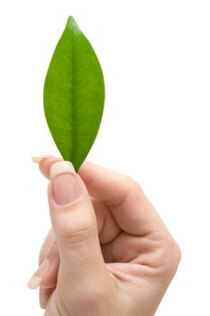 Woman holding a green leaf. Isolated on a white background.