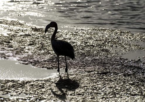 Flamingo bird silhouette at sunset in a lake on Sardinia