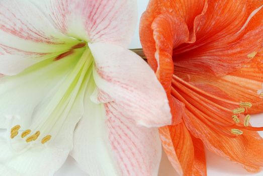 Two amaryllis blossom - white and orange isolated 