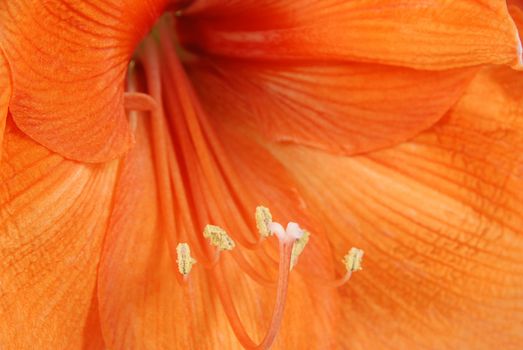 Amaryllis macro - detail of orange flower - shallow depth of field