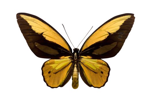 Top view on an exotic butterfly isolated on a white background.