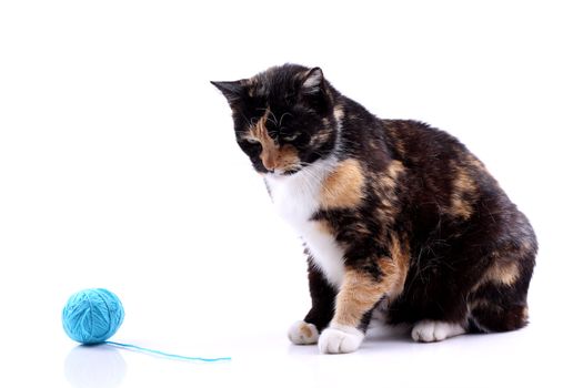 cat playing with a wool