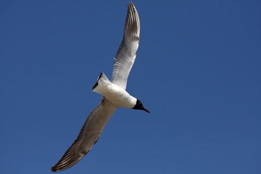 gull on the blue sky