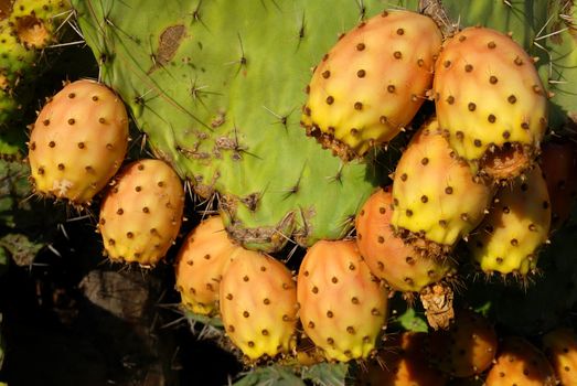 Detail of the rape opuntia cactus fruit