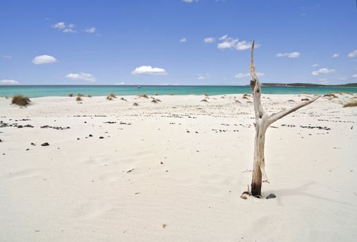 Beautiful beach with white sand and a dead tree near the azure sea 