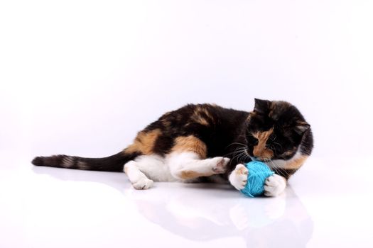 cat playing with a wool