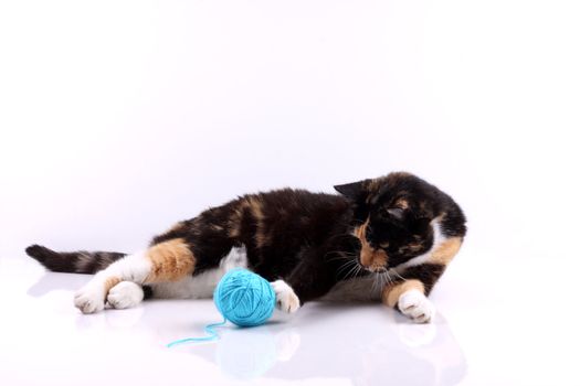 cat playing with a blue wool
