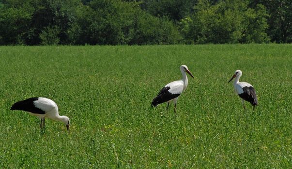 Three white storks are standing in the field and hunting