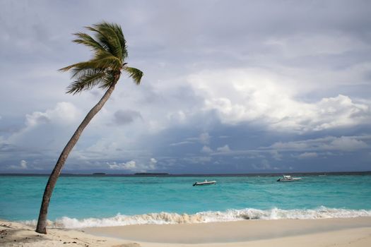 palm on the sandy beach