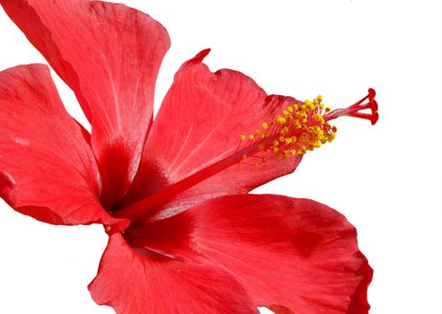 Detail of pink hibiscus blossom isolated on the white background