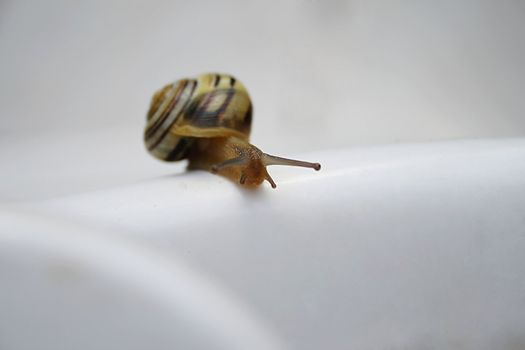 housing snail