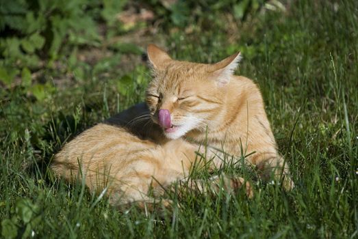 Orange and white cat lying in the sun and licking its nose