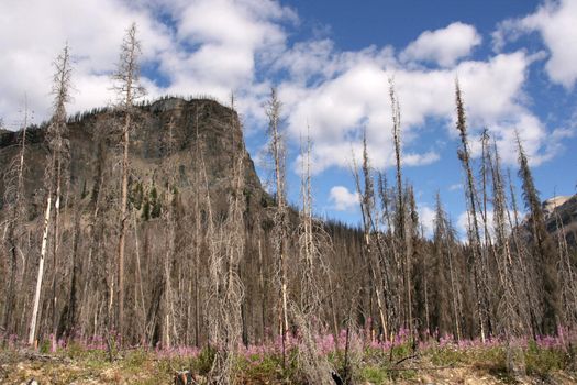 Burnt forest in Kootenay National Park of Canada. The pink flowers visible in the bottom is fireweed (rosebay willowherb) - a plant that is characteristic for after fire landscape.