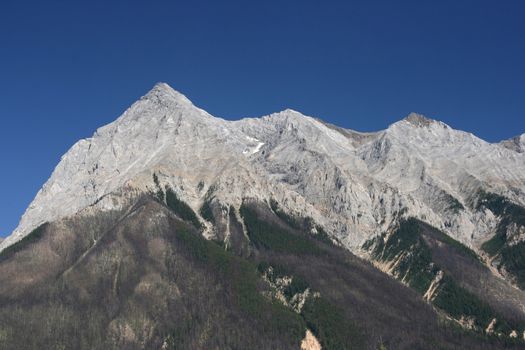 Yoho National Park of Canada - forested area of Rocky mountains with clearly visible dying trees due to epidemic of mountain pine beetle infestation (Dendroctonus ponderosae)