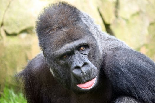 mountain gorilla