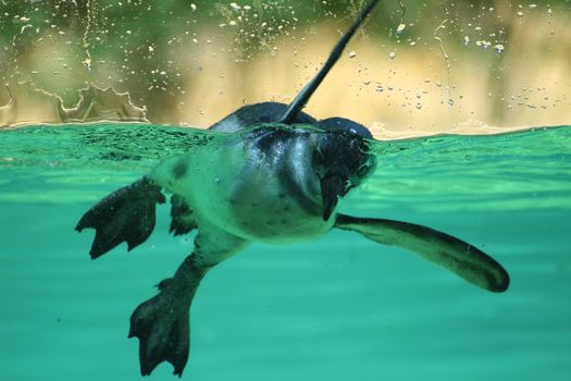 dwarf penguin