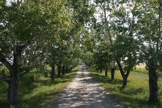Rural gravel road in shade of trees on a sunny day