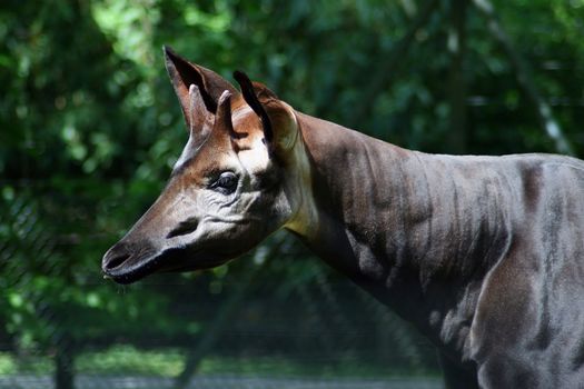 Okapi