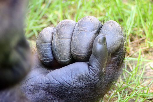 hand from gorilla