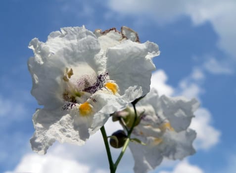 Flower of chestnut on sky background