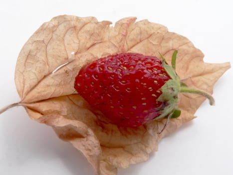 Berry and dry leaf 2