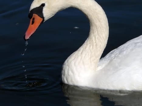 White swan on dark-blue water of the lake