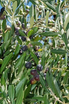 Ripe dark olives on the tree in Greece