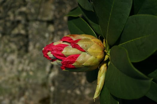 paeonia