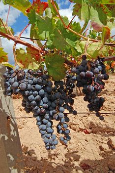 Vineyard with rape red grapes and beautiful leaves full of color