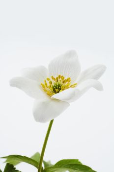 Wood anemone on white background