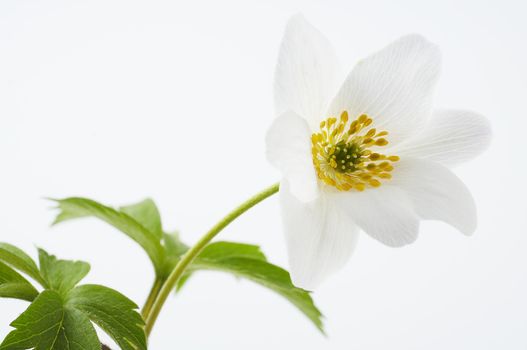 Wood anemone on white background