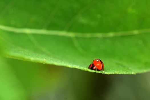 Two spotted ladybirds mating on green leaf