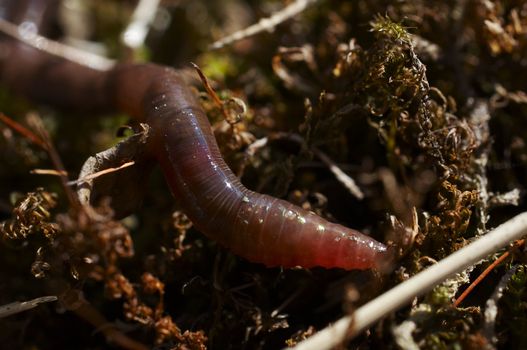 Earthworm escaping from heat of the sun