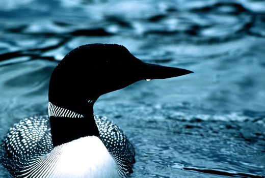 An endangered Common Loon swims toward the camera lens, creating an artistic shot with the contrasting blue water.