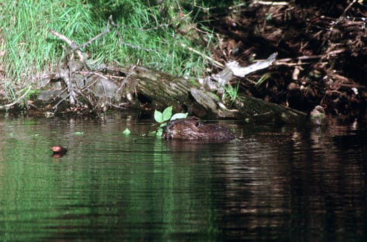 A Beaver eats the branch of a Yellow Birch for his noonday snack.  