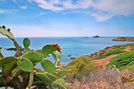 Opuntia cactus and a coast of Sardinia with a island and lighthouse