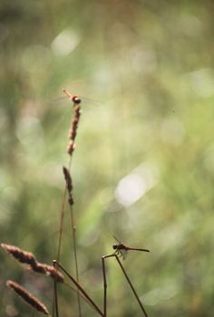 A pair of damselflies rest in the sun on some tall field grass.  