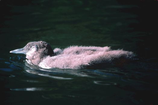 A baby loon swims sleepily and slowly.  