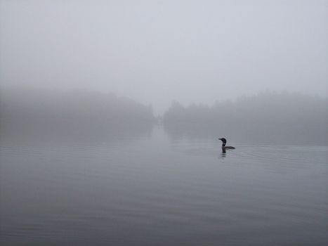 An endangered Common Loon swims into the early morning fog. 
