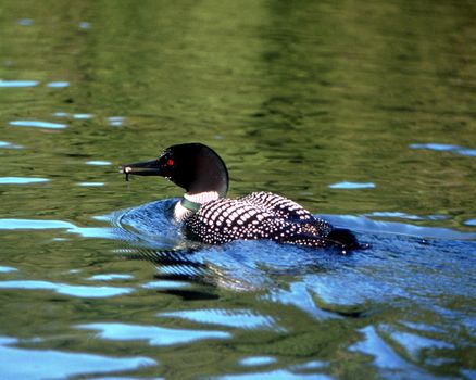 An endangered Common Loon enjoys a small fish it has caught.  